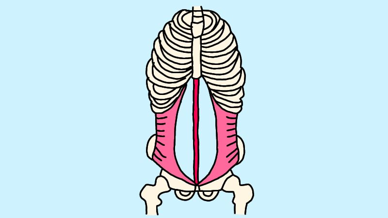 腹横筋(ふくおうきん)
