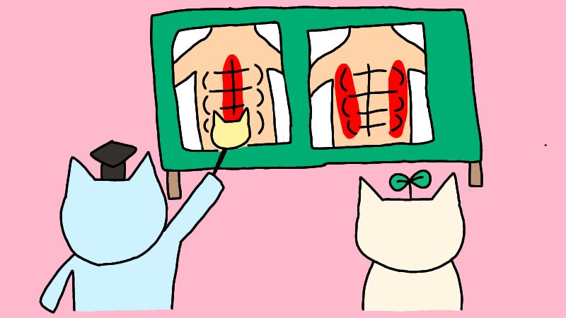 お腹の筋肉の基本