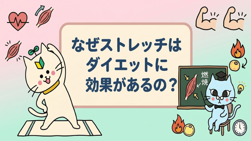 なぜストレッチはダイエットに効果があるの？